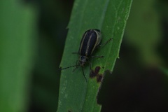 Trirhabda canadensis