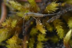 Archaeognatha