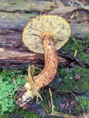 Suillus spraguei