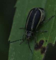 Trirhabda canadensis