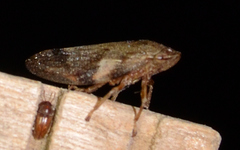 Aphrophora alni