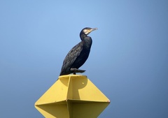 Phalacrocorax carbo image