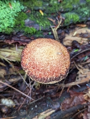 Suillus spraguei