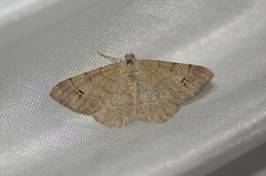 Digrammia muscariata