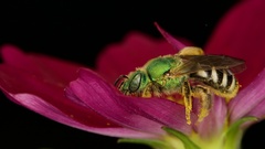 Agapostemon virescens