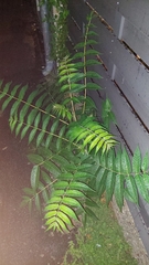 Ailanthus altissima