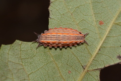 Monoleuca semifascia