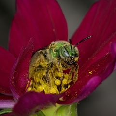Agapostemon virescens