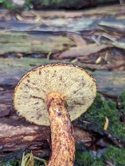 Suillus spraguei