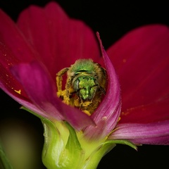 Agapostemon virescens