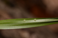 Satyrinae