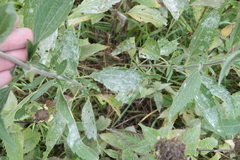 Golovinomyces cichoracearum