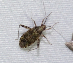 Phytocoris tiliae
