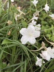Ruellia metziae
