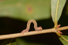 Hypagyrtis