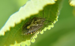 Agonoscelis puberula