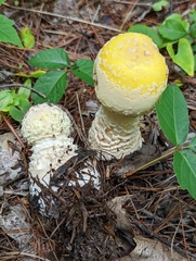 Amanita muscaria guessowii