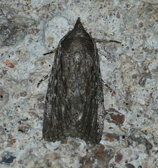 Neogalea sunia