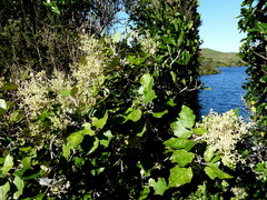 Brachyglottis repanda