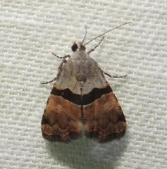Cobubatha lixiva