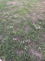 Ruellia metziae