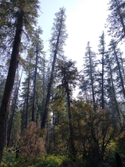 Chrysolepis chrysophylla