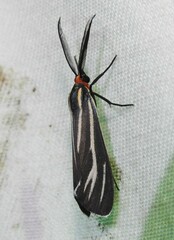 Ctenucha venosa