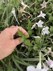 Ruellia metziae
