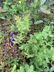 Thelypteris palustris