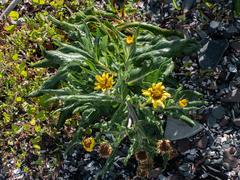 Senecio pseudoarnica