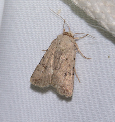 Caradrina montana