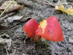 Hygrocybe