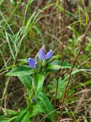 Gentiana andrewsii