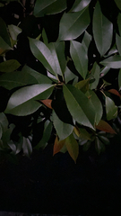 Photinia × fraseri