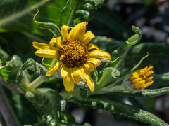 Senecio pseudoarnica