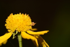 Synchlora