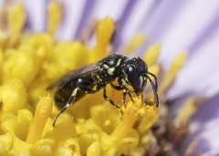 Hylaeus