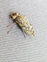 Yakuhananomia bidentata