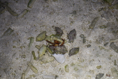 Dardanus scutellatus