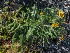 Senecio pseudoarnica