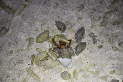 Dardanus scutellatus