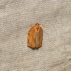 Choristoneura rosaceana