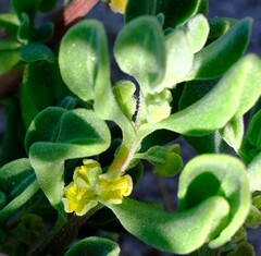 Tetragonia decumbens