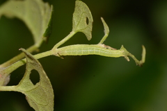 Condica
