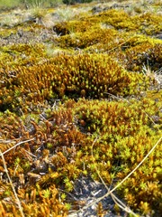 Polytrichum juniperinum