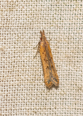 Dichomeris ligulella