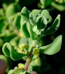 Tetragonia decumbens