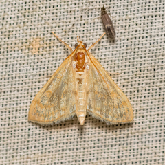 Paracorsia repandalis