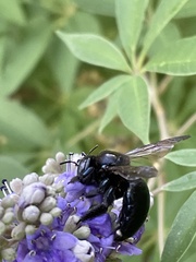Xylocopa micans