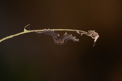 Perigea xanthioides